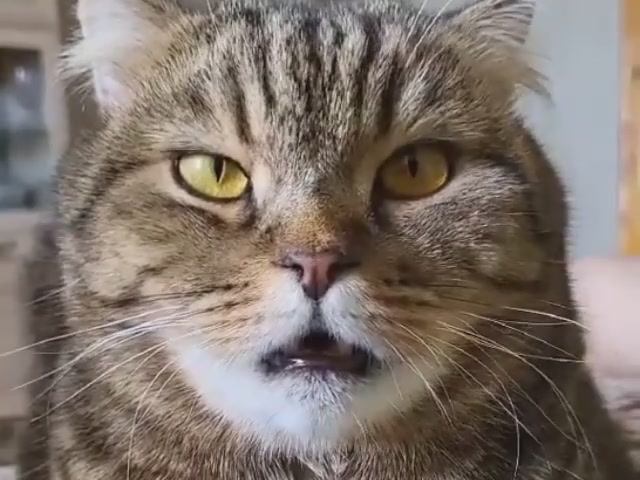 Ой-ё! Надо ж такое услышать!🙀 смотреть онлайн