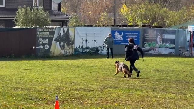 2 Отл. МАГИЯ с Глиняной Горки +++ №29. ВОРОНЕЖ 26 октября`25 Моно немецких овчарок смотреть онлайн