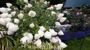 Гортензии в нашем саду. Август 2025