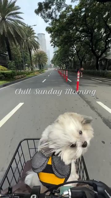 🕊️🕊️🕊️