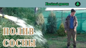 Полив сосны крымской в ноябре, поливаем до минусовой температуры. Питомник «Хвойный дворик».
