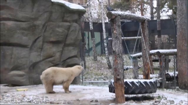 В ожидании рыбы Белка и Стрелка гоняют голубей, валяются и кушают бородинский хлеб 05.11.2025 смотреть онлайн