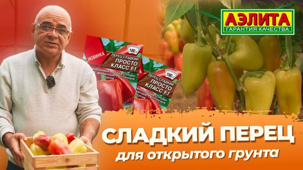 Сладкий ПЕРЕЦ для ОТКРЫТОГО ГРУНТА! Новинка 2026 - перец ПРОСТО КЛАСС F1