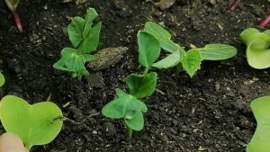 🌱Комнатный горох, выращивание на подоконнике