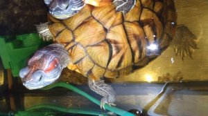 Красноухие черепахи 🐢 утро 10-11-2025