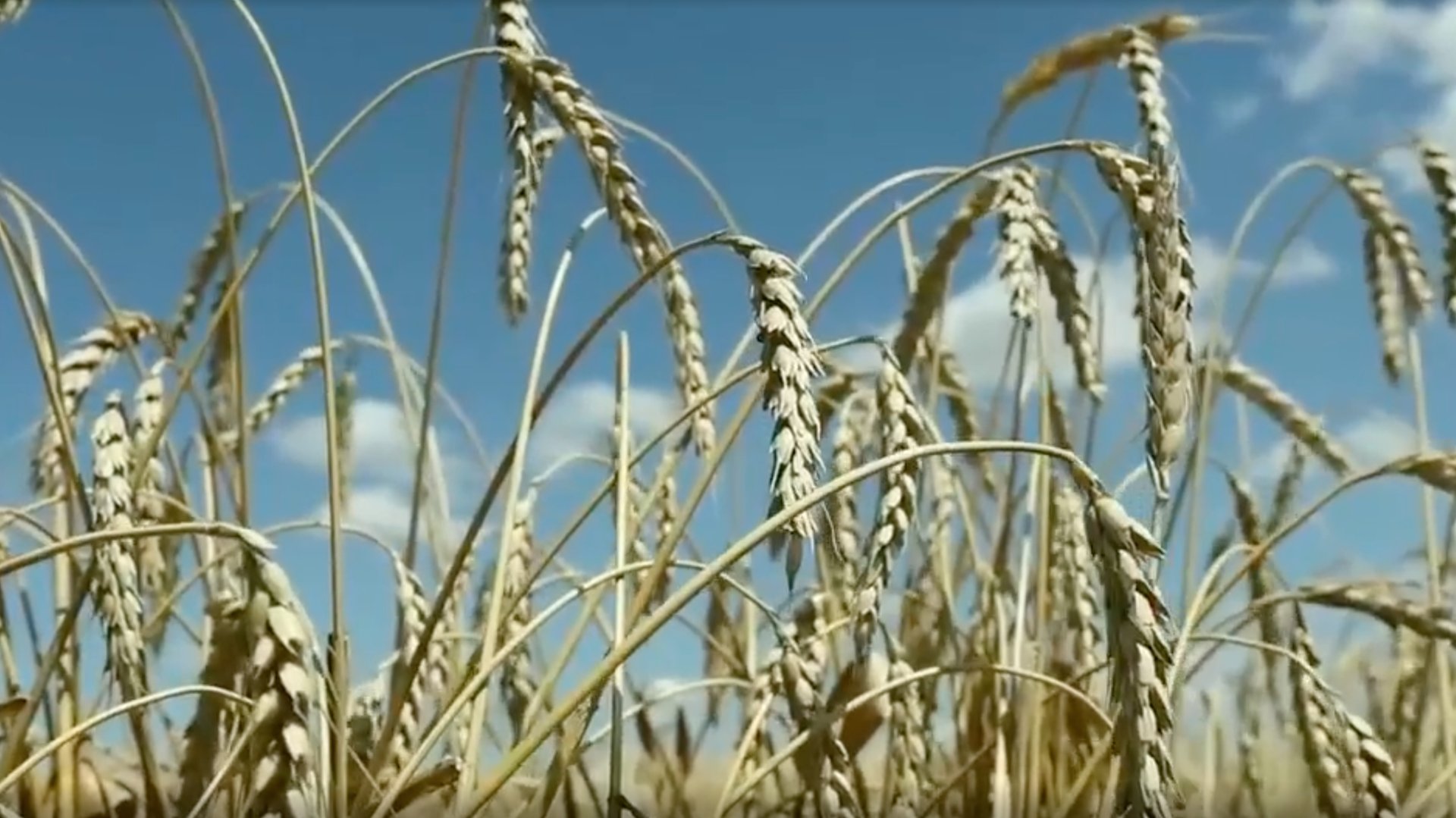 УДОБРЕНИЯ смотреть онлайн