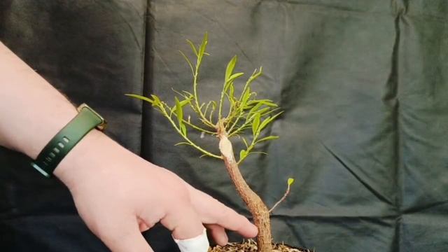 √6,7 фикус 123 саликария или неирефолия (Бонсай)