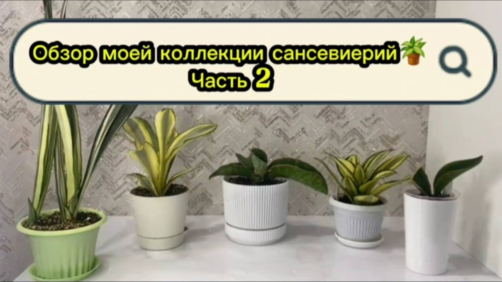 Обзор моей коллекции сансевиерий🪴Часть 2 смотреть онлайн
