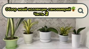 Обзор моей коллекции сансевиерий🪴Часть 2