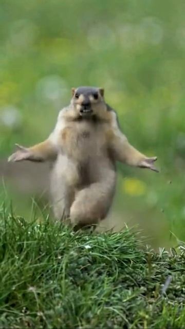 Сурок танцует прыгает машет руками сгенерировано ии