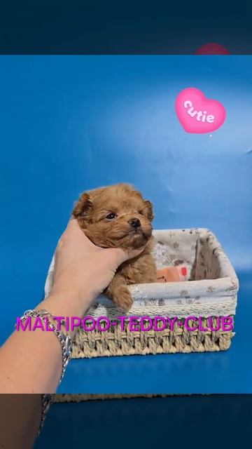 #мальтипуф2