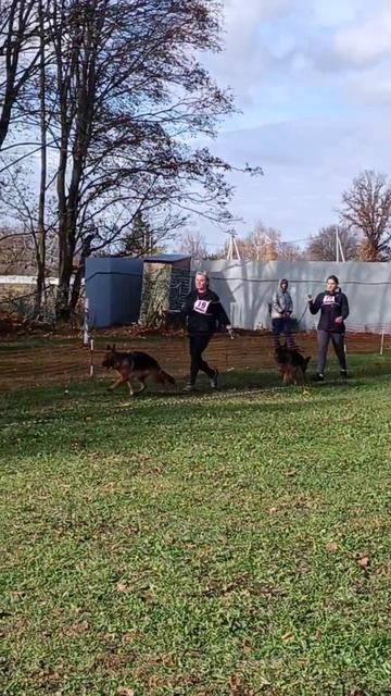 ЮНИОРЫ СУКИ / КЧК ВОРОНЕЖ 26 октября`25 М.Волкова Моно немецких овчарок смотреть онлайн