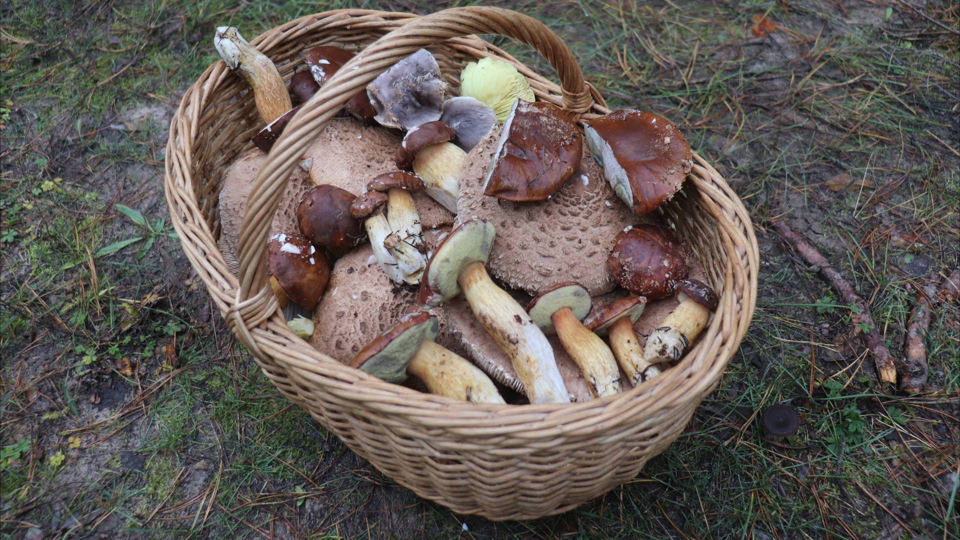 Тайны соснового бора. Какие грибы скрываются в хвое? смотреть онлайн