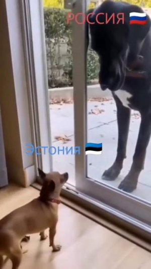 Прибалтийские страны 🐶 и Россия 😡