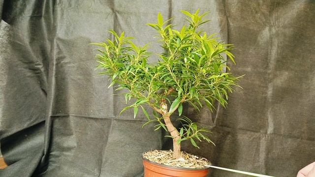 √8 фикус 123 саликария или неирефолия (Бонсай)