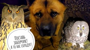 Как дела у совы Кофи и настроение у совы Ёлки. Ночной переезд лягушек. Тема забора раскрыта