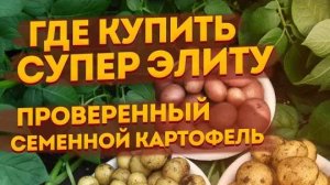 Где купить урожайный семенной картофель: суперэлита, элита, миниклубни, АгроХарвест
