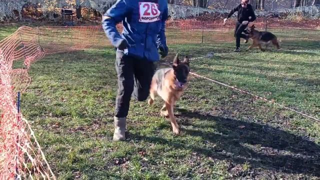 РАБОЧИЙ СУКИ / КЧК ВОРОНЕЖ 26 октября`25 М.Волкова Моно немецких овчарок смотреть онлайн