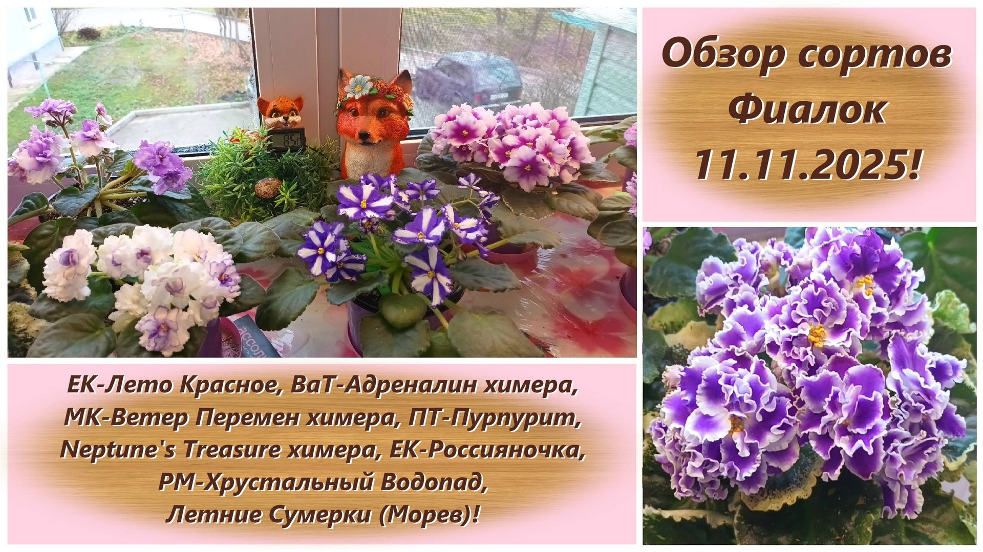 Обзор сортов Фиалок 11.11.2025!