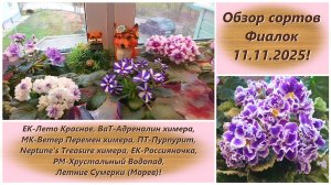 Обзор сортов Фиалок 11.11.2025!