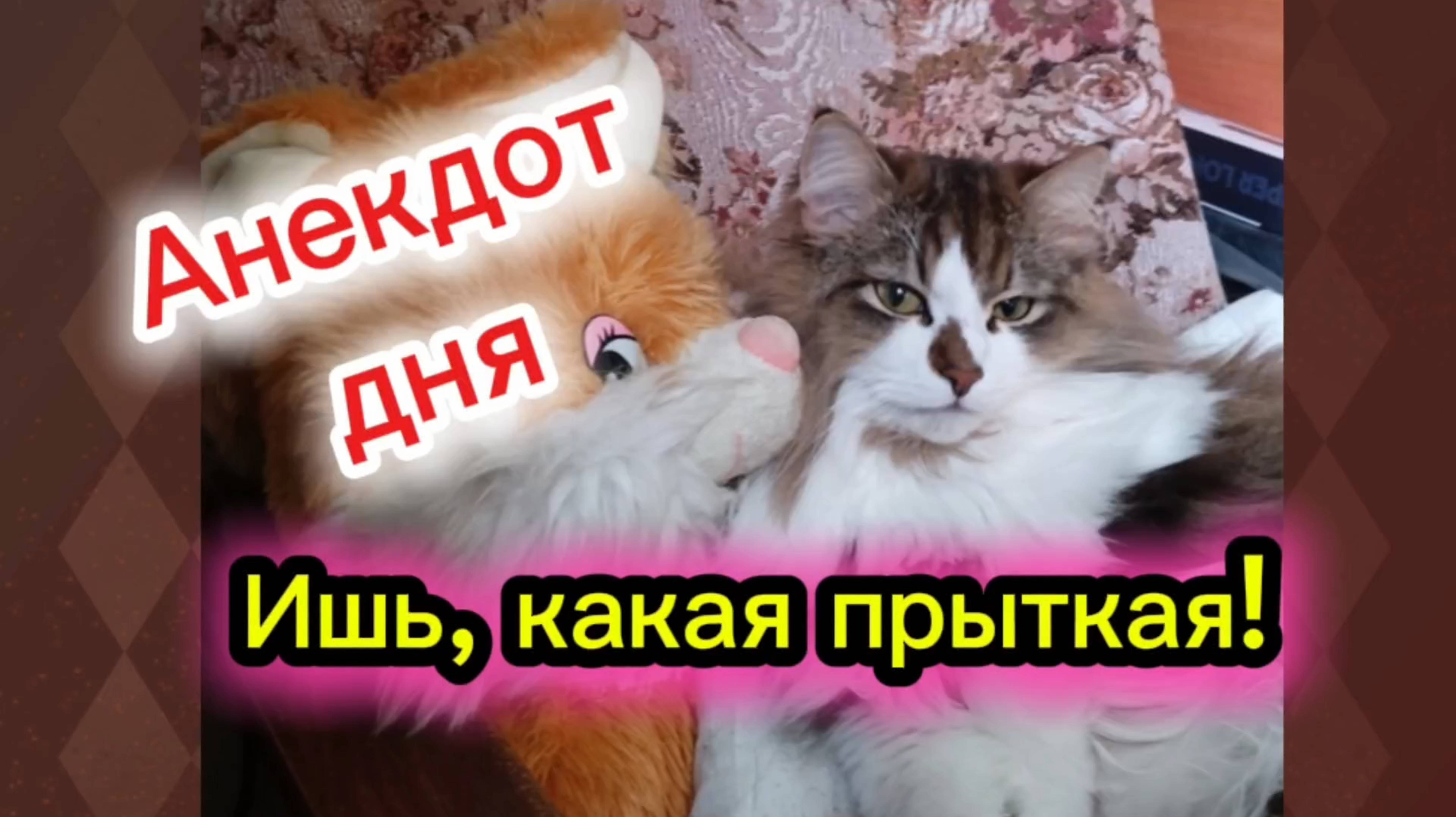 КОШКИ С ОЗВУЧКОЙ. Анекдот дня. смотреть онлайн