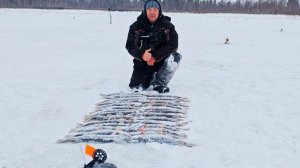 Очередная раздача щуки и окуня, зимняя рыбалка в ЯНАО