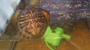 Красноухие черепахи 🐢 вечер 10-11-2025