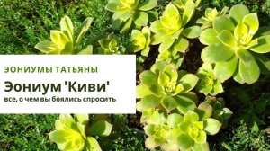41. Эониум 'Киви'