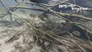 Ориноко: цихлиды в природе Южной Америки