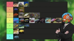 Рейтинг Африканских Цихлид