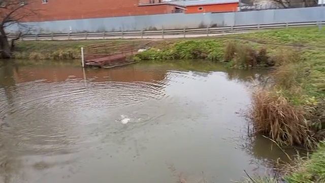 Форель3 смотреть онлайн