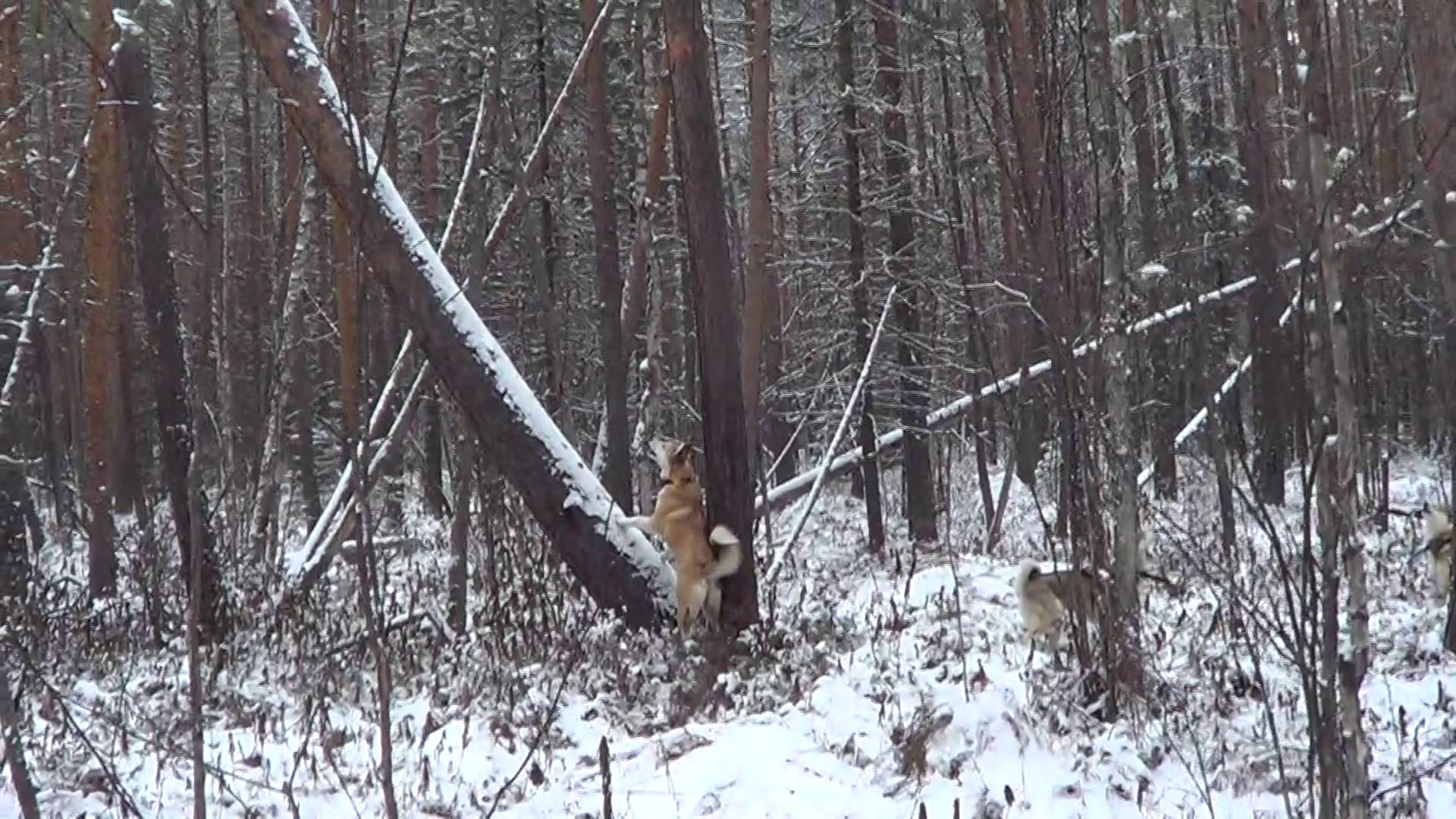 ОХОТА НА СОБОЛЯ И КУНИЦУ КАПКАНАМИ / Охота с лайкой на пушнину. Сезон 25-26г. смотреть онлайн
