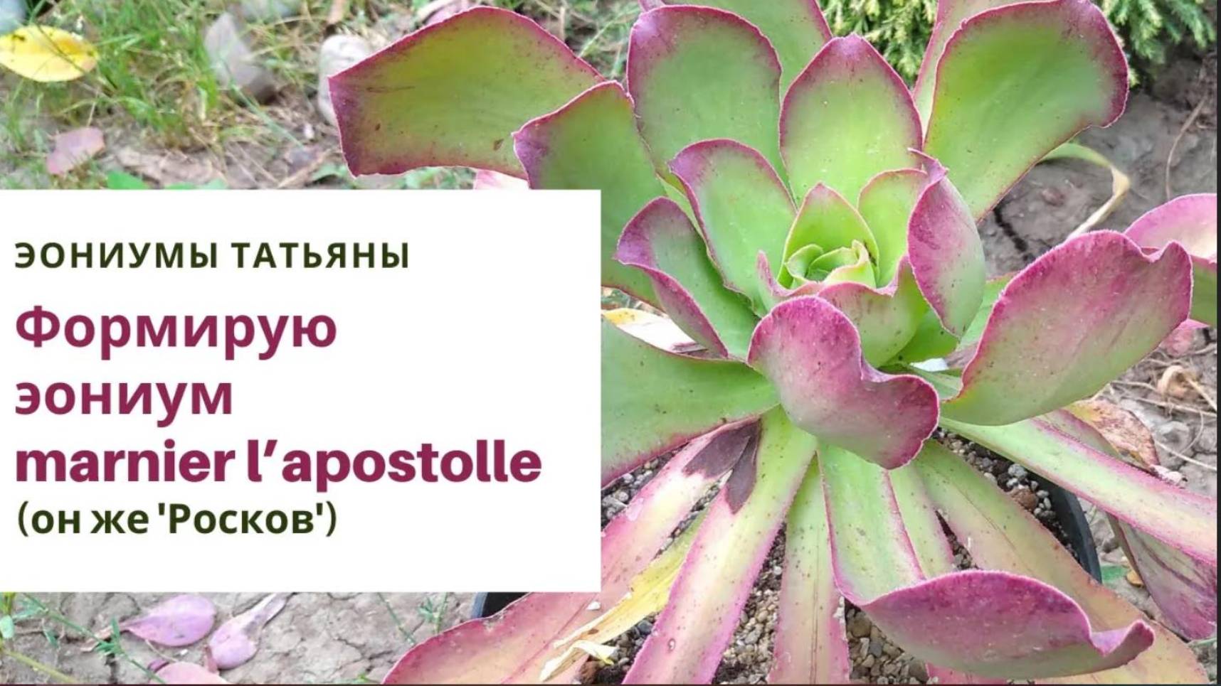 39. Формирую эониум marnier l’apostolle (Росков)