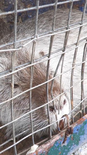 детский сад в зоопарке смотреть онлайн