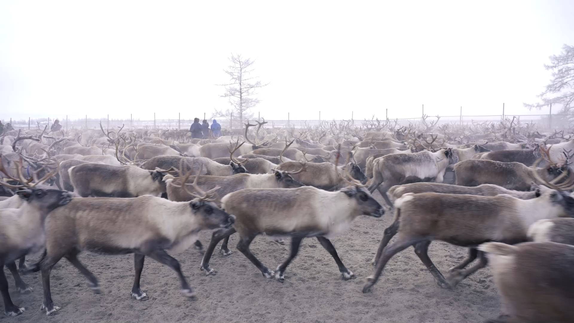 В Ямальском районе планируется заготовить около 1200 тонн оленины смотреть онлайн