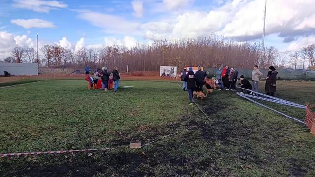 РАБОЧИЙ КОБЕЛИ / КЧК ВОРОНЕЖ 26 октября`25 М.Волкова Моно немецких овчарок смотреть онлайн