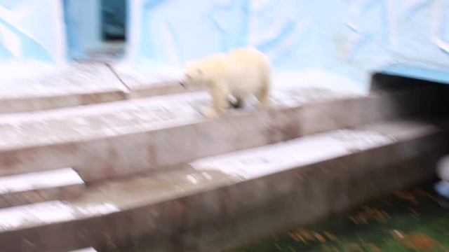 Герда на прогулке, а после обеда свою рыбу унесла в берлогу 05.11.2025 смотреть онлайн