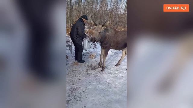 Осиротевшего лосенка отбивают от браконьеров неравнодушные люди смотреть онлайн