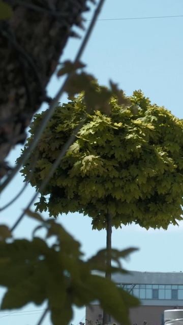 Зелёное Ставрополье смотреть онлайн