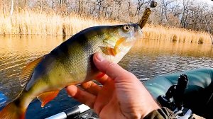 С таким окунем и щука не нужна! Разведал новое место! Рыбалка на спиннинг на малой реке.