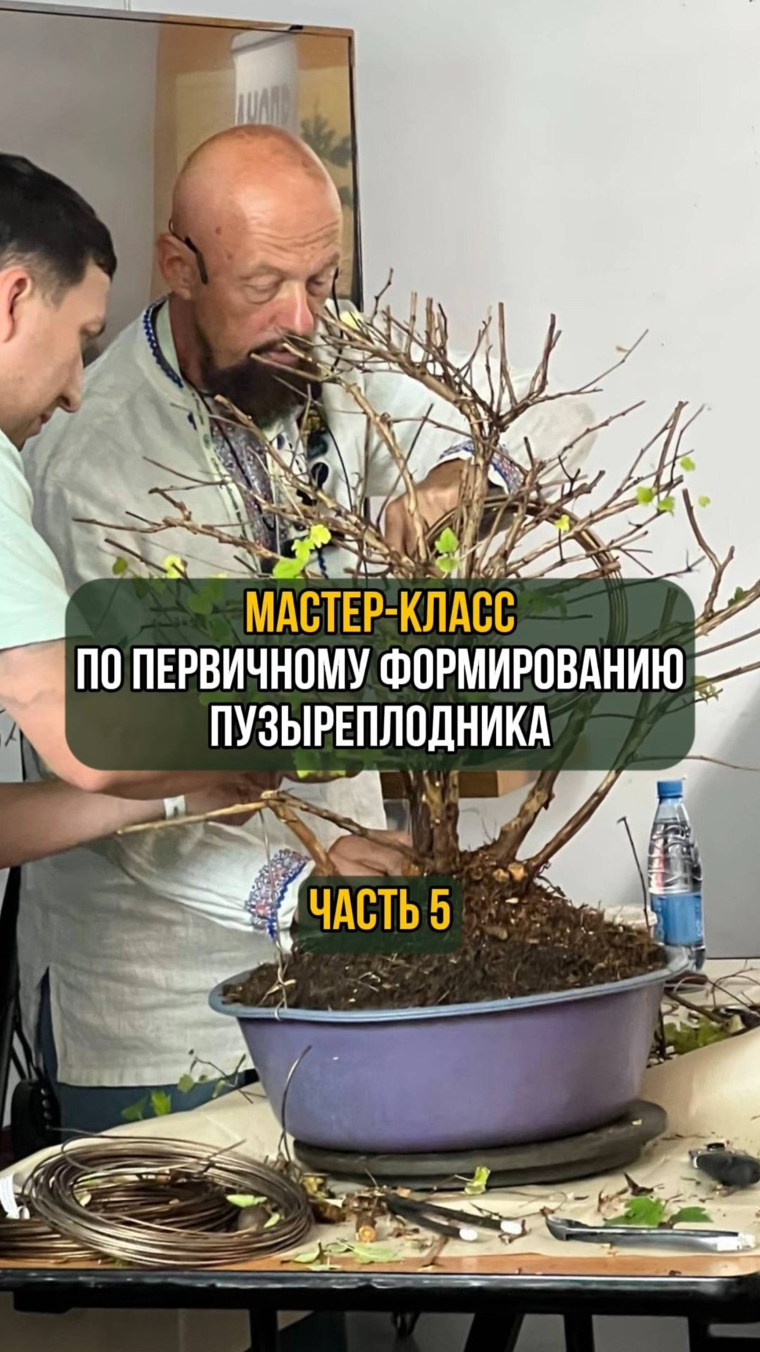 Мастер-класс по первичному формированию пузыреплодника. Часть 5 смотреть онлайн