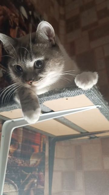 Каспер смотреть онлайн