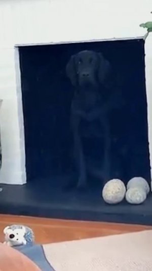 #приколы #юмор #прикол #смешно #собаки #собака #щенок #щенки #топ #топчик #роликдня #видеодня #лучше