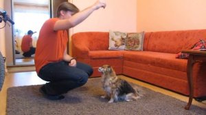 Командная собака