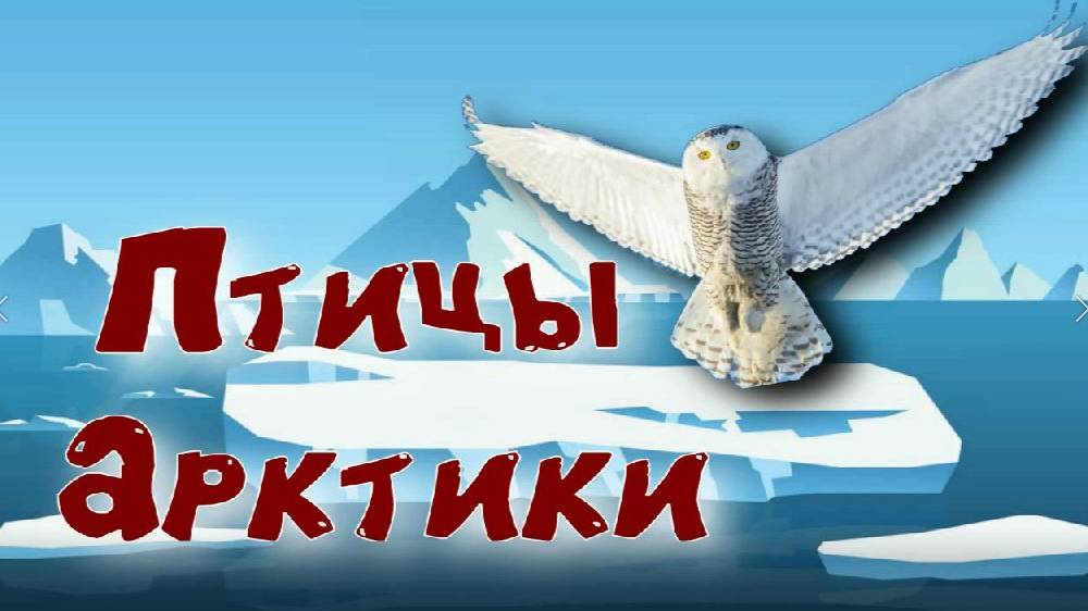 Птицы Арктики. Голоса птиц Арктики. смотреть онлайн