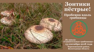 Зонтики пёстрые! Пробежка вдоль грибницы.... "Удивительные грибовища"