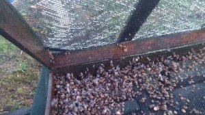 Первые заморозки. Конец сезона 2025г.