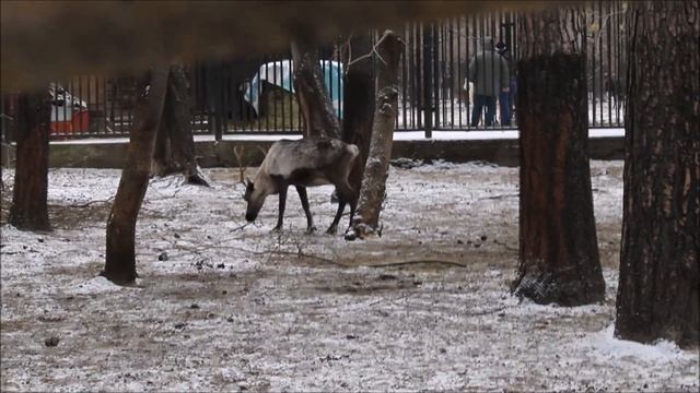 Северные олени 05.11.2025 смотреть онлайн