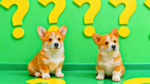 ЧТО ТАКОЕ ПОИГРАТЬ В ЛОШАДКУ? Корги Пряник Говорящая собака