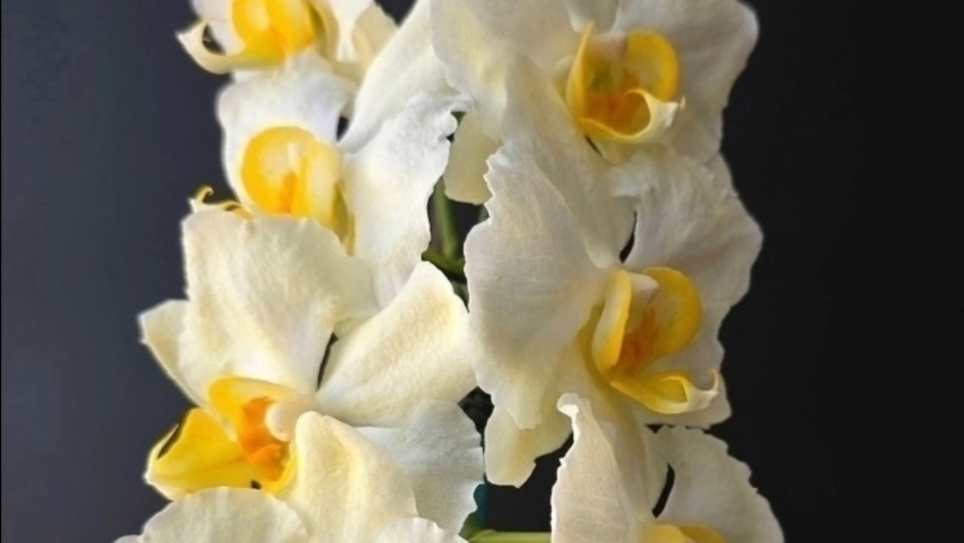 Орхидеи🌺 Новинки 😍🪴 смотреть онлайн